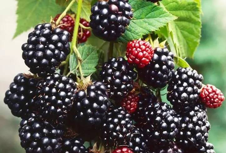 ����֮�� - dpzx.com